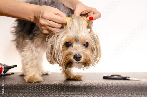 Closeup of Yorkie with curler 