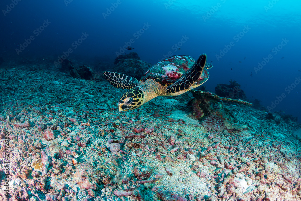 A Hawksbill Sea Turtle on a dark tropical coral reef A Hawksbill Sea Turtle on a dark tropical coral reef