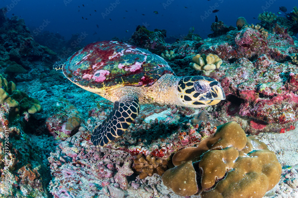 Naklejka premium A Hawksbill Sea Turtle on a dark tropical coral reef