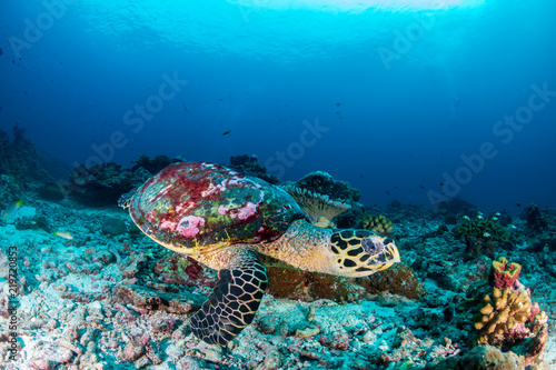 A Hawksbill Sea Turtle on a dark tropical coral reef