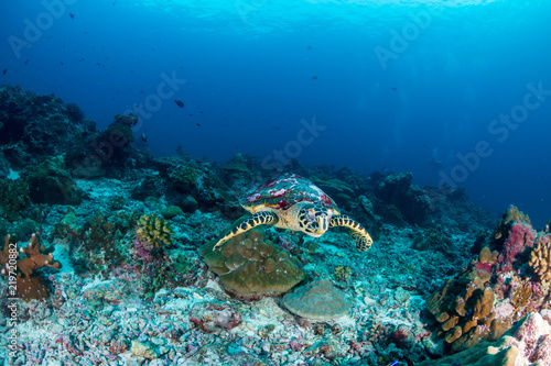 Fototapeta Naklejka Na Ścianę i Meble -  A Hawksbill Sea Turtle on a dark tropical coral reef
