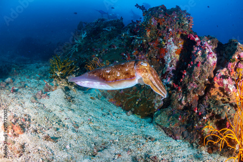 A beautiful Pharaoh Cuttlefish on a tropical coral reef