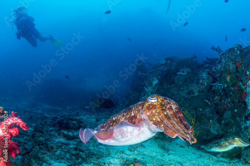 A beautiful Pharaoh Cuttlefish on a tropical coral reef