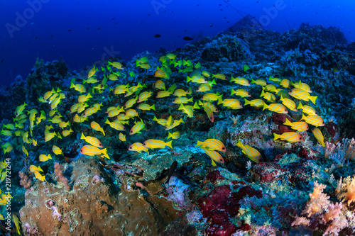 Fototapeta Naklejka Na Ścianę i Meble -  A colorful shoal of fish on a dark tropical coral reef