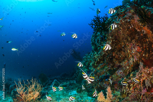 A school of beautiful Moorish Idol swimming over a tropical coral reef