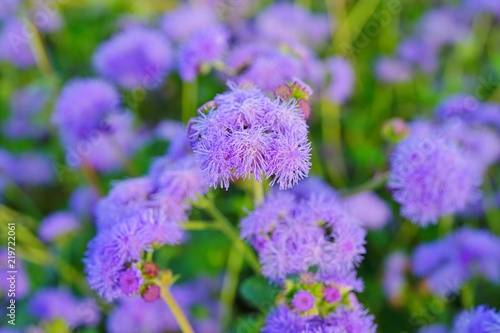 Purple blue ageratum flowers in the garden