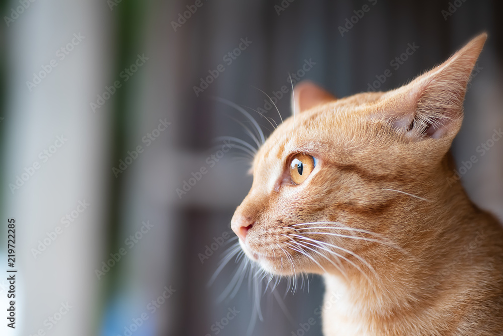Portrait of ginger cat looking something