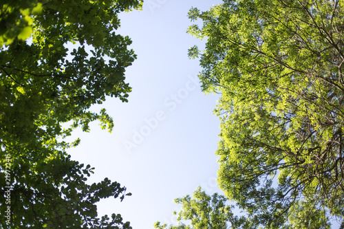 Fototapeta Naklejka Na Ścianę i Meble -  spring, a background of green leaves of a tree
