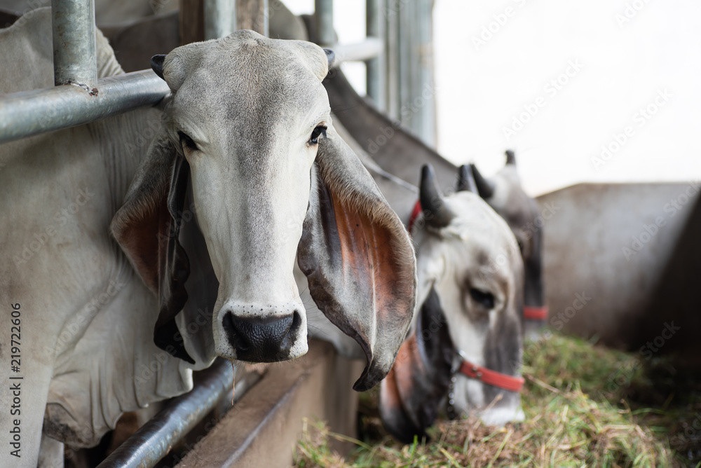 Cow eating grass in the cowshed, livestock in Thailand Cow eating grass in the cowshed, livestock in Thailand