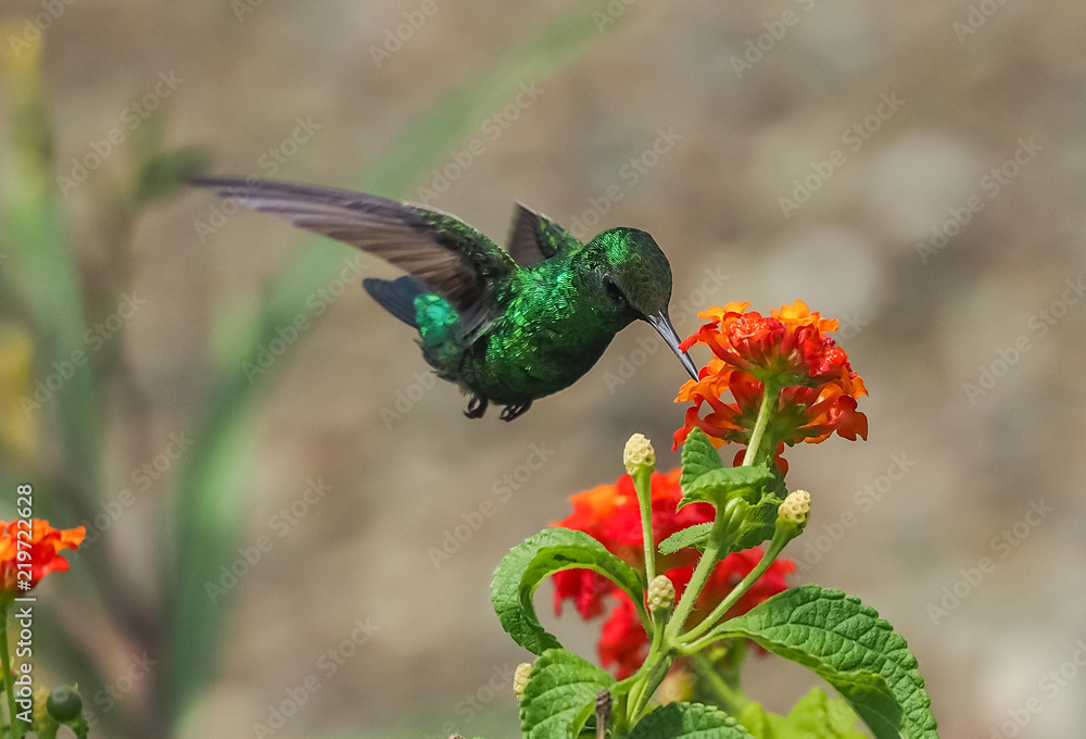 Obraz premium Humming birds Views around Curacao a Caribbean Island
