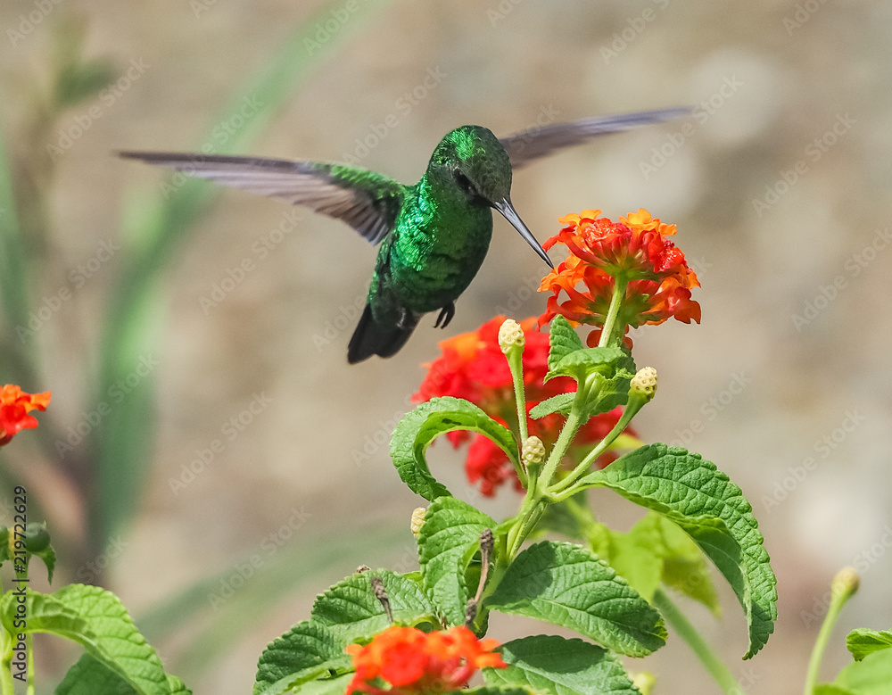 Obraz premium Humming birds Views around Curacao a Caribbean Island