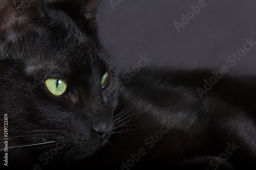 Halloween concept, Black cat. Closeup of Domestic feline resting