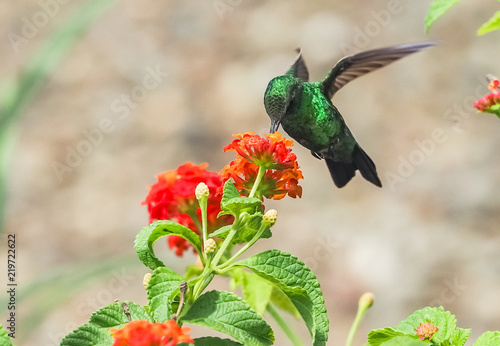 Photography Humming birds   Views around Curacao a Caribbean Island