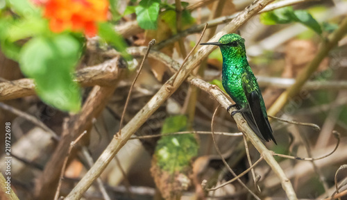  Humming birds Views around Curacao a Caribbean Island