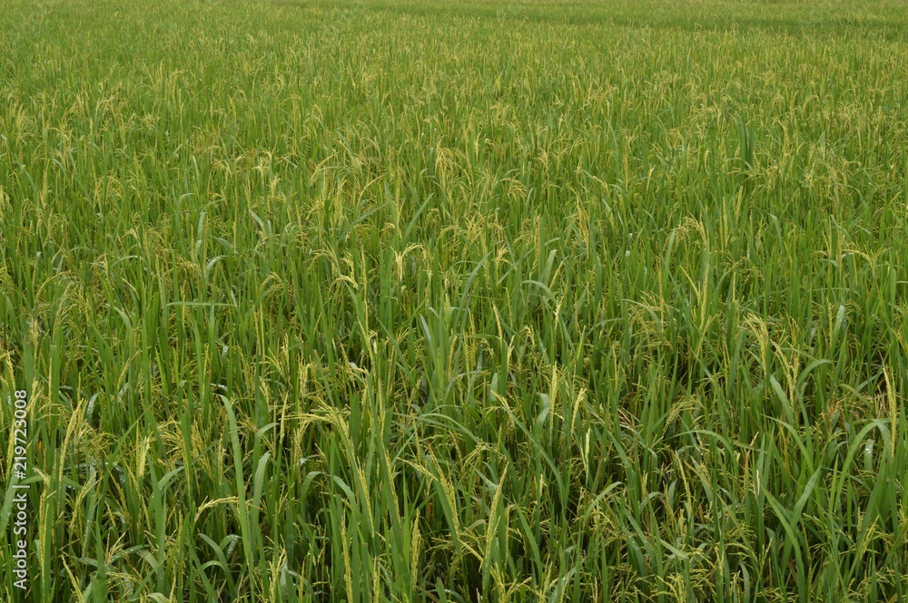the paddy plants the paddy plants