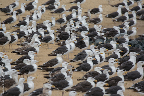 gathering of Seagulls seeking protection on a Chesapeake Bay Beach during an offshore hurricane