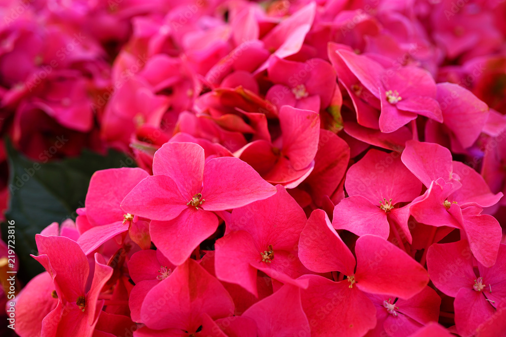 Pink heads of hydrangea flowers Pink heads of hydrangea flowers