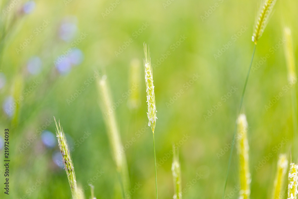 Bright field, spring grass
