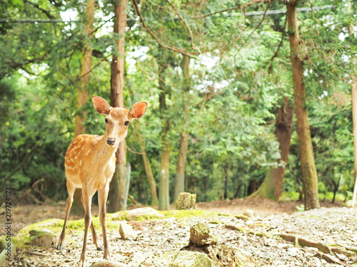 奈良公園の可愛い鹿