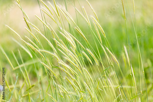 Bright field  spring grass