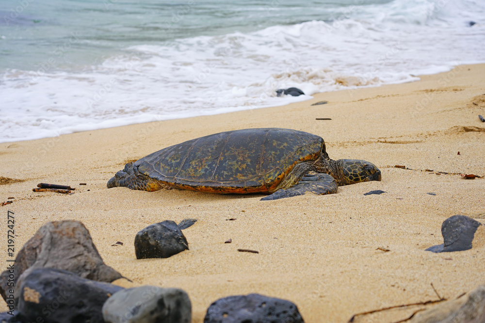 Wild Honu giant Hawaiian green sea turtles at Hookipa Beach Park, Paia
