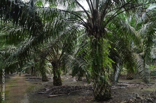 the palm oil plantation