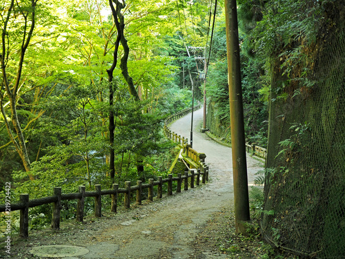 箕面市の綺麗な森の風景