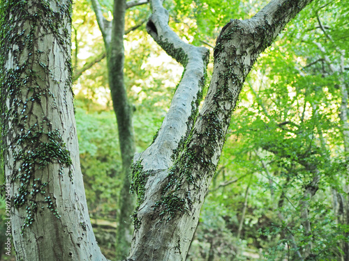 箕面市の綺麗な森の風景