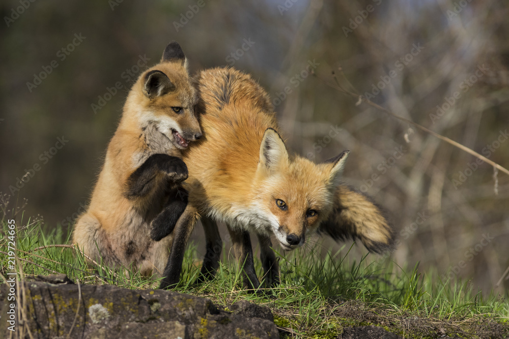 Fototapeta premium Female red fox with kits