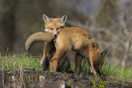 red fox kits in spring © Mircea Costina