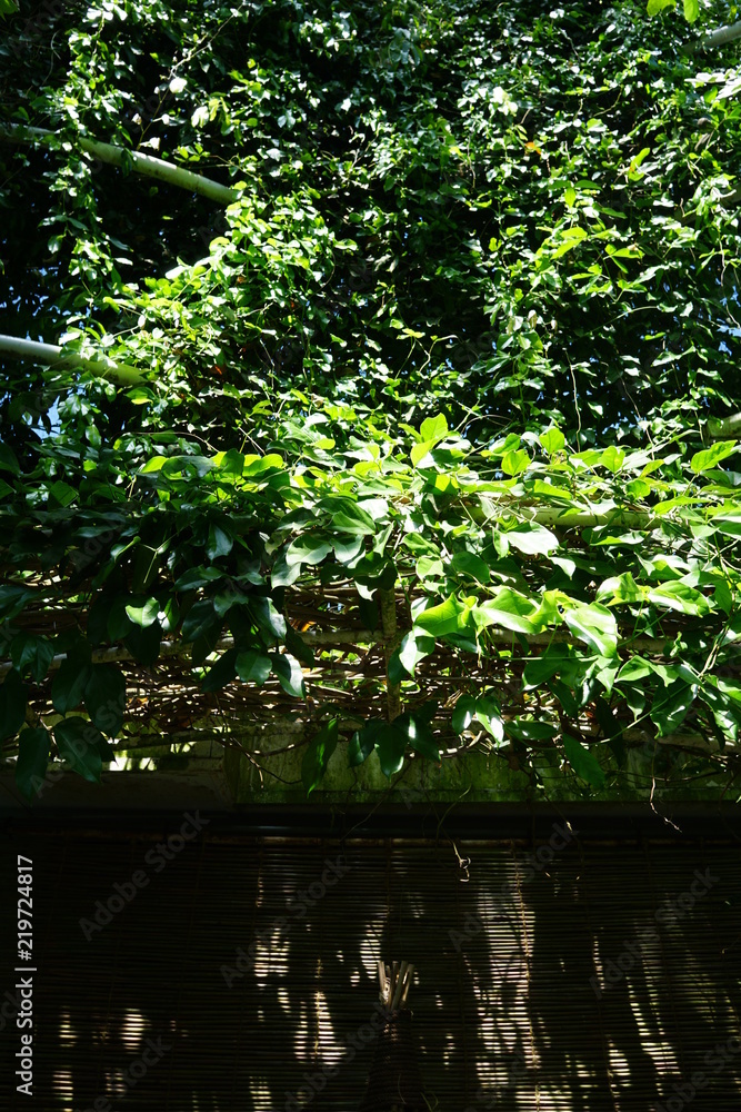 Obraz premium 美しい植物が生息する日本の美しいフラワーパークの景色