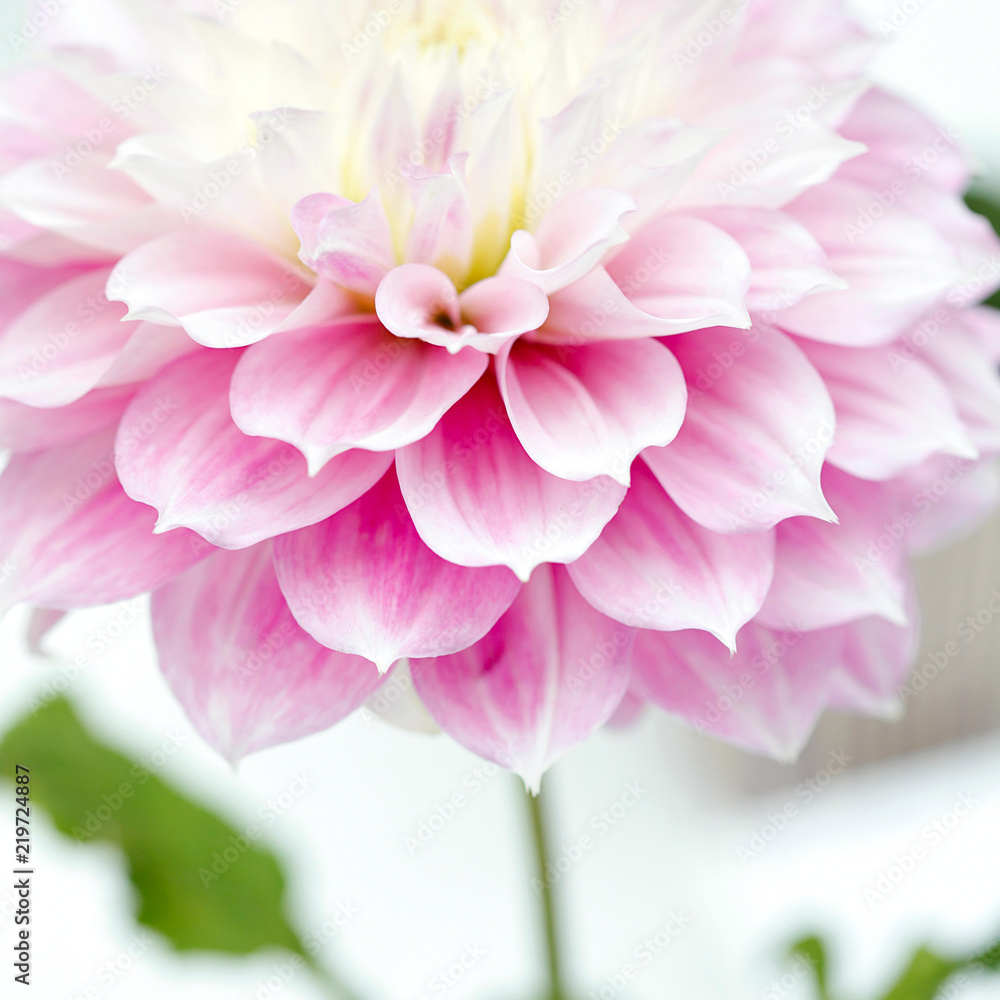 Dahlia Dahlia