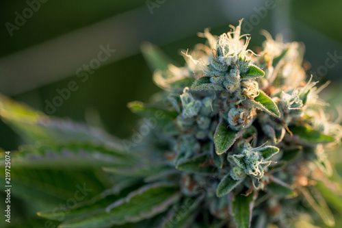 A close up of the marijuana farm industry. Beautiful macro and micro shots. Green house, outdoor, indoor plants. Harvesting cannabis, planting weed and more.