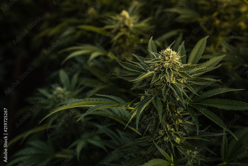 A close up of the marijuana farm industry. Beautiful macro and micro shots. Green house, outdoor, indoor plants. Harvesting cannabis, planting weed and more. A close up of the marijuana farm industry. Beautiful macro and micro shots. Green house, outdoor, indoor plants. Harvesting cannabis, planting weed and more.