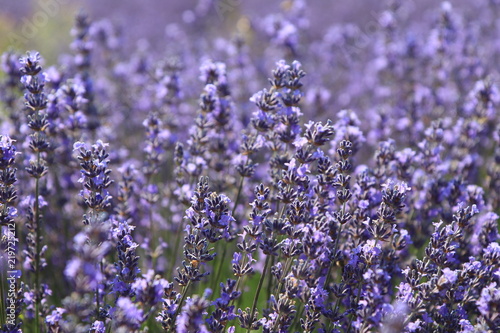 Fototapeta Naklejka Na Ścianę i Meble -  Close-up of growing violet lavender in French Provence 