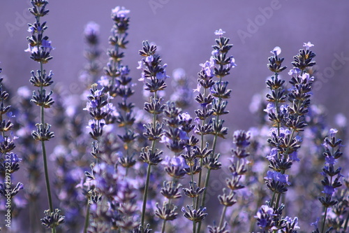 Fototapeta Naklejka Na Ścianę i Meble -  Close-up of growing violet lavender in French Provence 