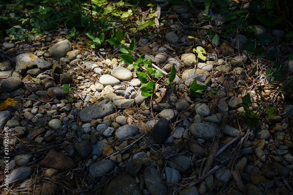 美しい植物が生息する日本の美しいフラワーパークの景色