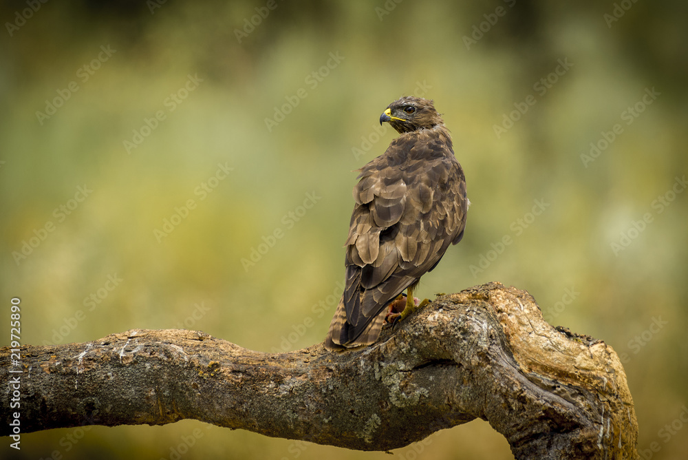 buteo buteo, Common Buzzard buteo buteo, Common Buzzard