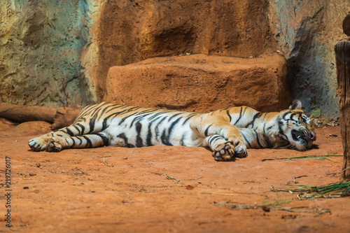 Fototapeta Naklejka Na Ścianę i Meble -  a Siberian tiger resting and relaxing