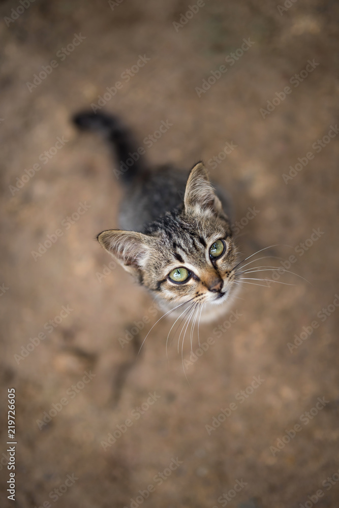 Naklejka premium A cute kitten look up at you