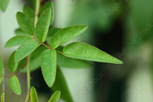 macro of green plant leaf