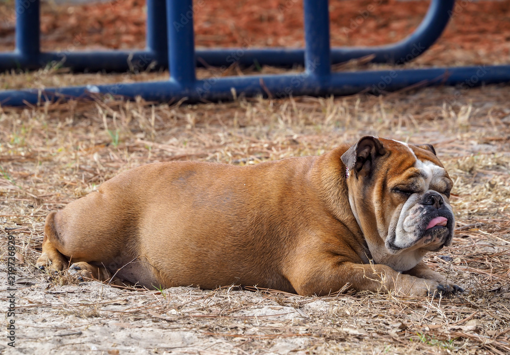 Big sales fat bulldog