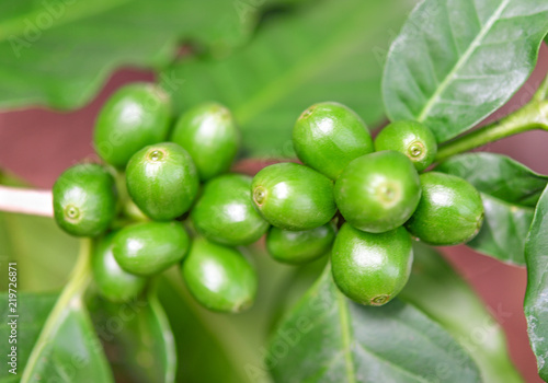 Closeup of coffee fruit in coffee farm and plantations in Manizales, thailand © nakornchaiyajina