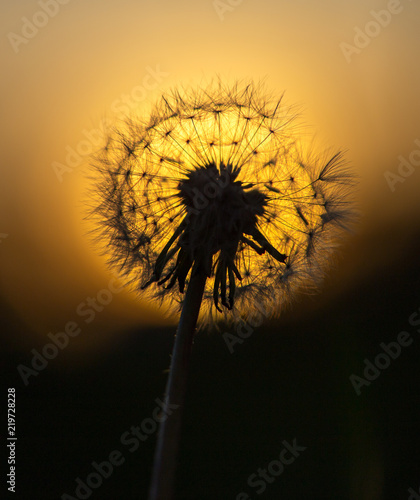 Dandelion silhouette against sunset with seeds