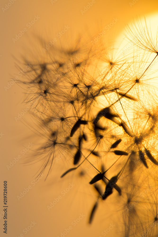 Fototapeta Dandelion silhouette against sunset with seeds