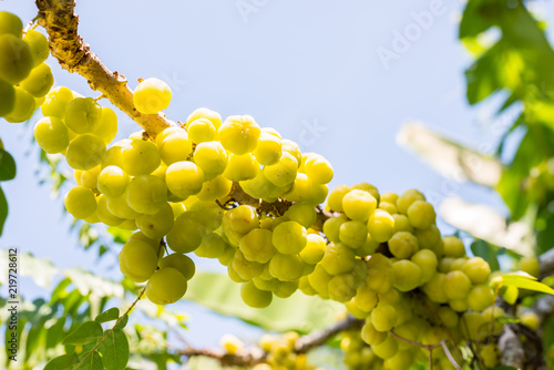 Star gooseberry or Phyllanthus acidus photo