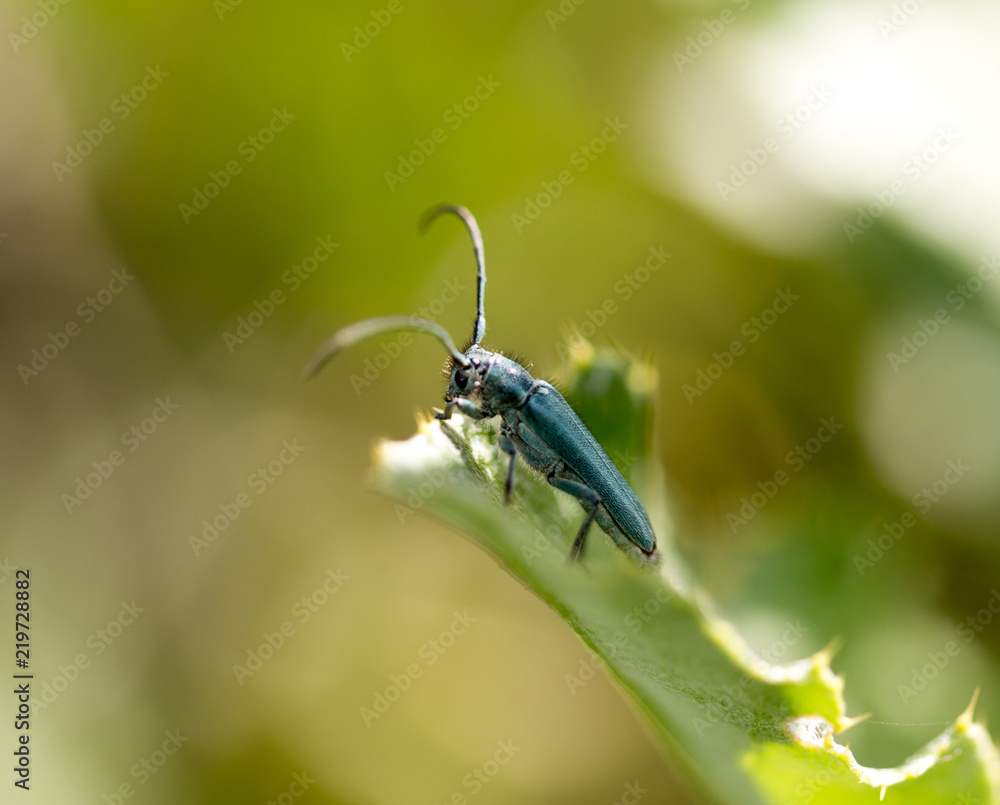 Beautiful blue beetle sits on a stalk against a background of green young grass, place for text Beautiful blue beetle sits on a stalk against a background of green young grass, place for text