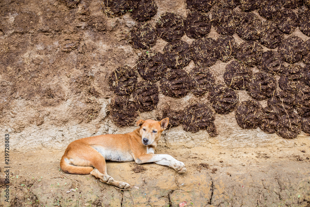 インドの犬と牛の糞を乾かしている風景 Stock Photo Adobe Stock