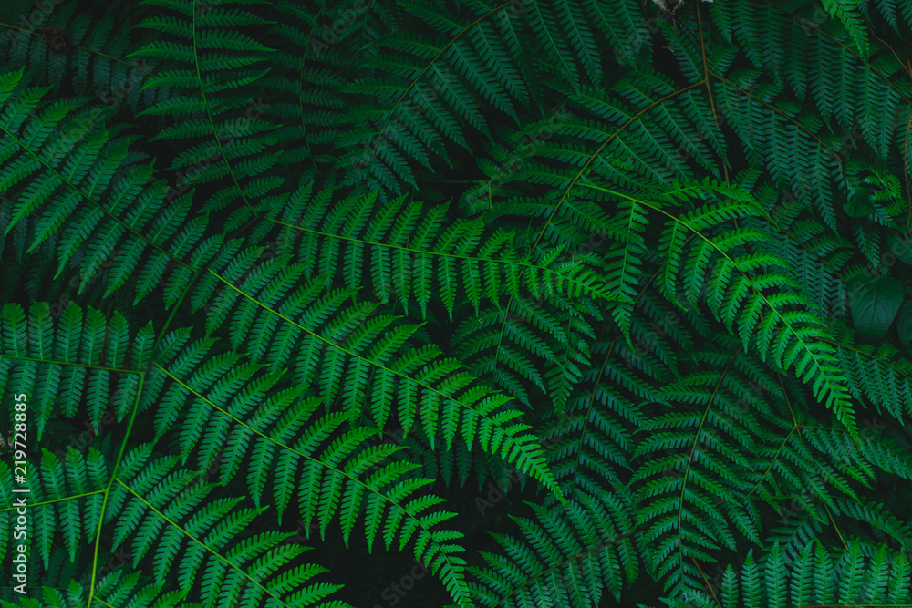 Dark botanical background tropical fern faded leaf