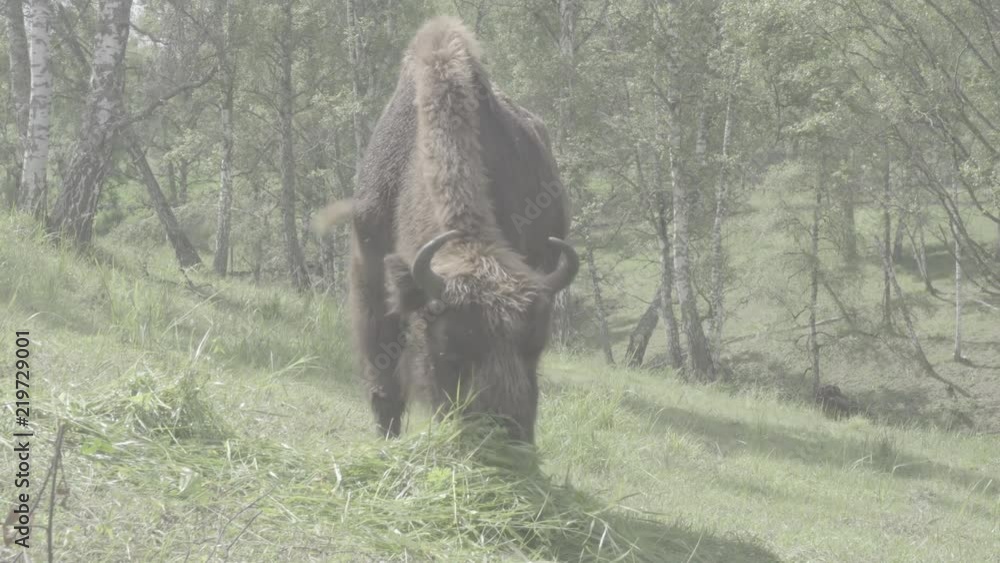 A herd of bison grazing on the meadow in the forest. Large strong animals from the red book. Cattle in the wild. S-log, ungraded A herd of bison grazing on the meadow in the forest. Large strong animals from the red book. Cattle in the wild. S-log, ungraded